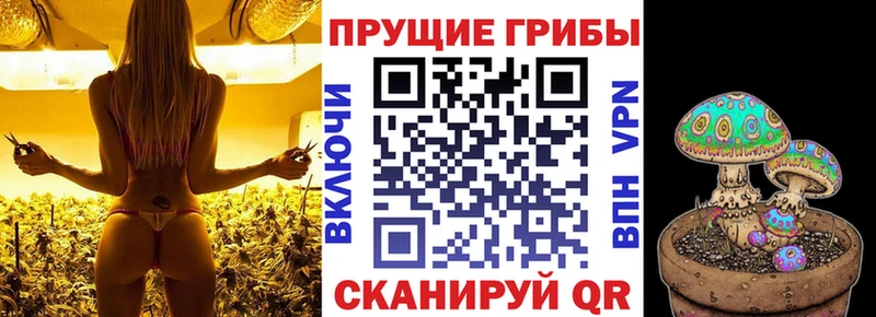 дарнет шоп  Шатура  Галлюциногенные грибы прущие грибы 